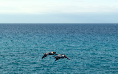 Fototapeta na wymiar Two pelicans fly against the background of bright blue water. Atlantic ocean. Varadero, Cuba 