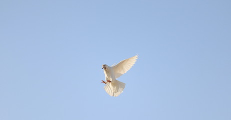 white dove on blue sky