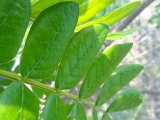 Monkey pod tree leaves, samanea saman leaves