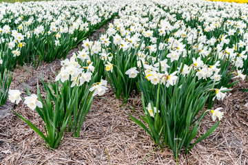 White daffodils flower fields in the Netherlands. Spring country landscape with flowering white narcissus meadow. Cultivation of flower bulbs in Holland. © O de R