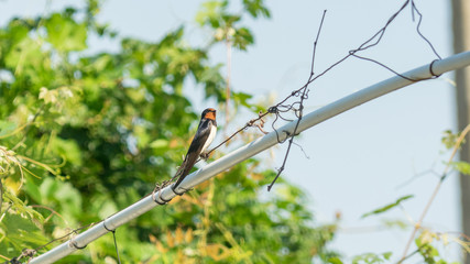 Beautiful Barn Swallow (Hirundo rustica) sits on a cable in the street. Anapa, Russia.