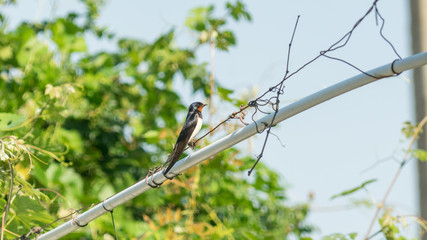 Beautiful Barn Swallow (Hirundo rustica) sits on a cable in the street. Anapa, Russia.