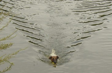 Schwimmender Hund