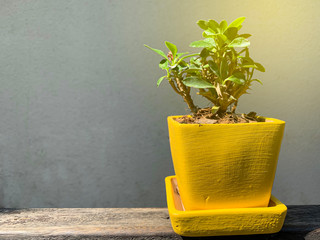 glowing plant in yellow vase background for copy space