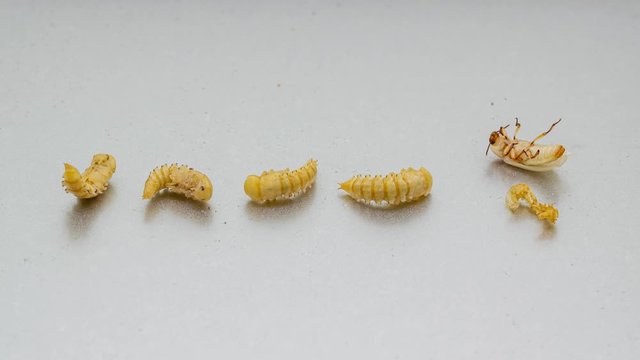 time lapse development of meal worm beetle