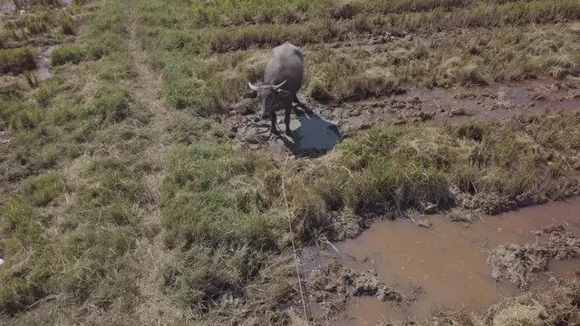 Aerial footage of buffaloes grazing in rice paddy fields. Egrets are flying and sitting on buffaloes. Water field. Langkawi, Malaysia.