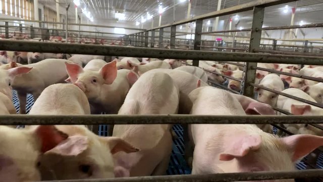 Pigs trapped behind bars of pigpen in large industrial pig farm operation; future ham, bacon, sausage