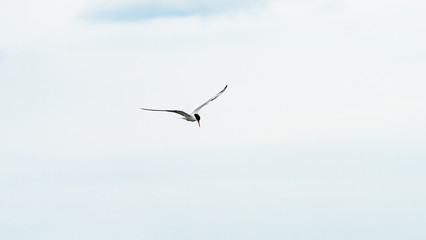 Bird is flying in a blue sky, Anapa, Russia.