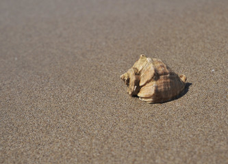 Big seashell in sea on the beach.