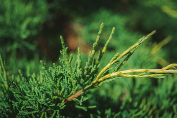 Thuja