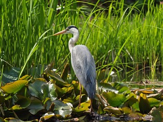 Grey heron bird catching fish in a lake
