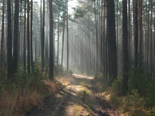 Mglisty, listopadowy poranek w lesie. © boguslavus