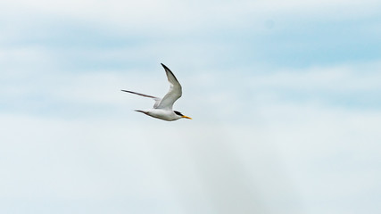 Bird is flying in a blue sky, Anapa, Russia.