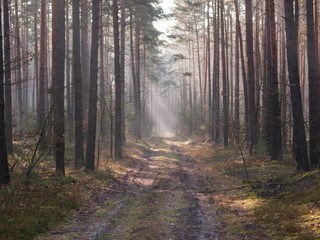 Mglisty, listopadowy poranek w lesie. © boguslavus
