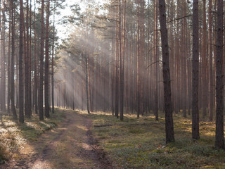 Obraz premium Mglisty, listopadowy poranek w lesie.