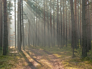 Mglisty, listopadowy poranek w lesie. © boguslavus