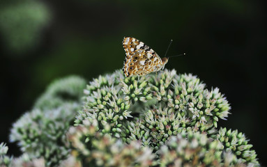 Butterfly on flower. Spring time concept.
