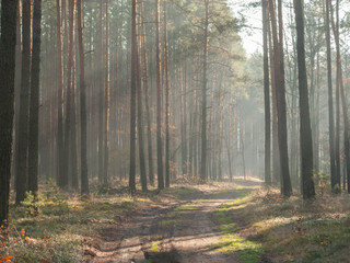 Mglisty, listopadowy poranek w lesie. © boguslavus