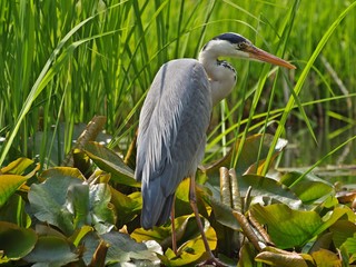 Grey heron bird catching fish in a lake