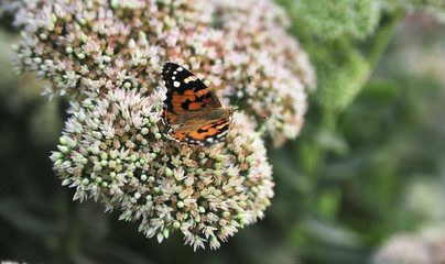 Butterfly on flower. Spring time concept.