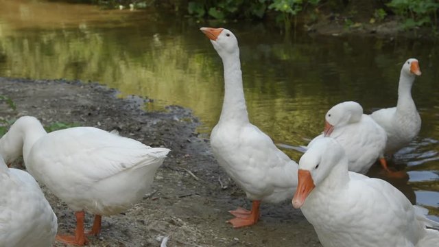 A group of white geese graze on a riverbank in the countryside
