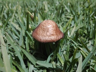 mushroom