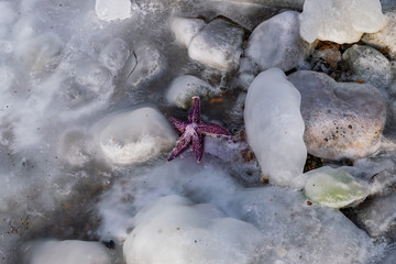 frozen rocks and starfish on the shore of the cold sea
