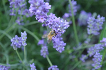lavande au printemps