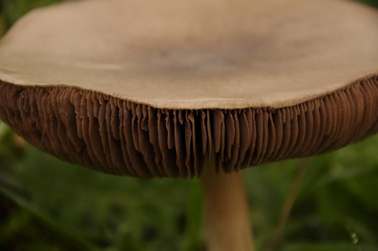 A mushroom is growing on the grass. Beautiful cap and gill. Volvariella gloiocephala