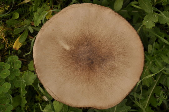 A mushroom is growing on the grass. Beautiful cap and gill. Volvariella