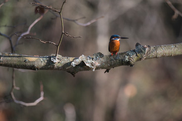 Kingfisher (Alcedo atthis) also known as 