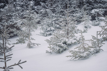 Snowy pine forest with young trees