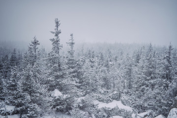Obraz premium Snowfall in the endless taiga, cloudy weather and fog