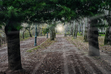 dark road in park in autumn with sun rays
