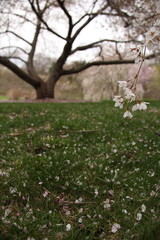 Beautiful pink cherry blossom
