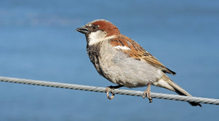 Bird on a wire 