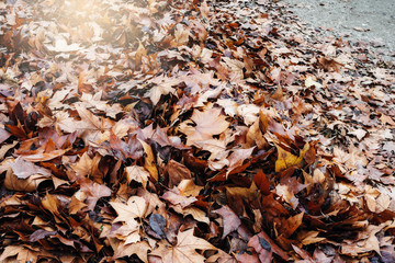 heap of dried leaves on the park floor