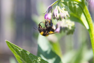 bee on flower