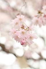 Fototapeta premium Beautiful pink cherry blossom