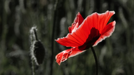 The artist`s view.Burning view.Fragile, delicate creature.Decor for the desktop.Creating a mood.Red...