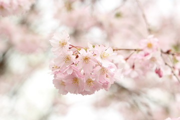Beautiful pink cherry blossom