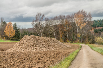 Zuckerrüben Haufen nach der Ernte
