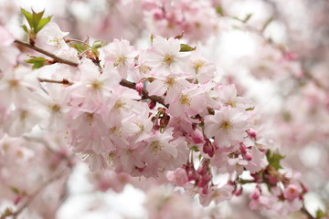 Obraz premium Beautiful pink cherry blossom