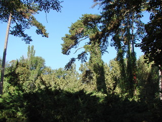 Amazing natural landscape of coniferous evergreen trees of Ukrainian forests under the rays of the morning autumn sun.