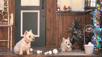 West highland white terrier in Christmas interior room.