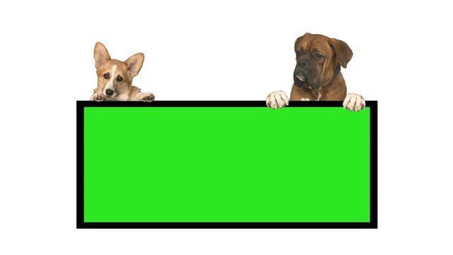 Dog Boxer And Welsh Corgi On A White Background. Big Board With Green Screen, Chroma Key