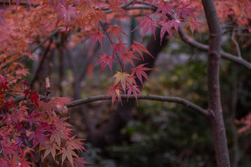 紅葉