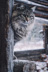Fluffy beautiful adult cat in the village