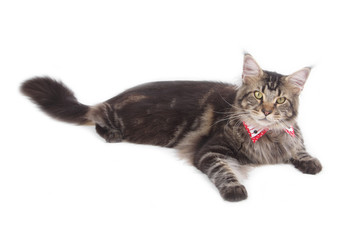 Big tabby Maine Coon cat isolated on white background
