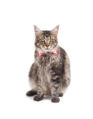 Big tabby Maine Coon cat isolated on white background